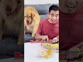 Live 配信犬🐶 #犬 #dog #おもしろ動画