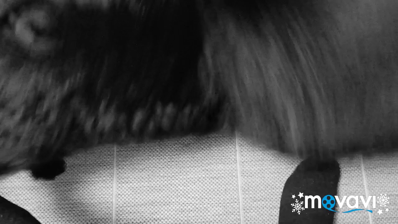 Grosspitz Jäbä ja sekarotuinen Remu leikkivät