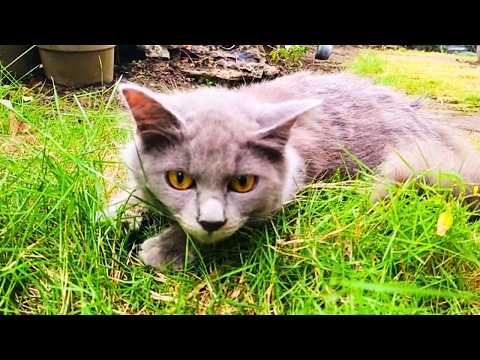 Do Grown-Up Kittens