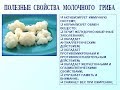 Тибетский молочный гриб "кефирный гриб". Свойства.оживляем.