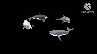 Whales 2