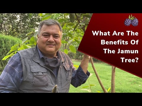 What are the benefits of the jamun tree?