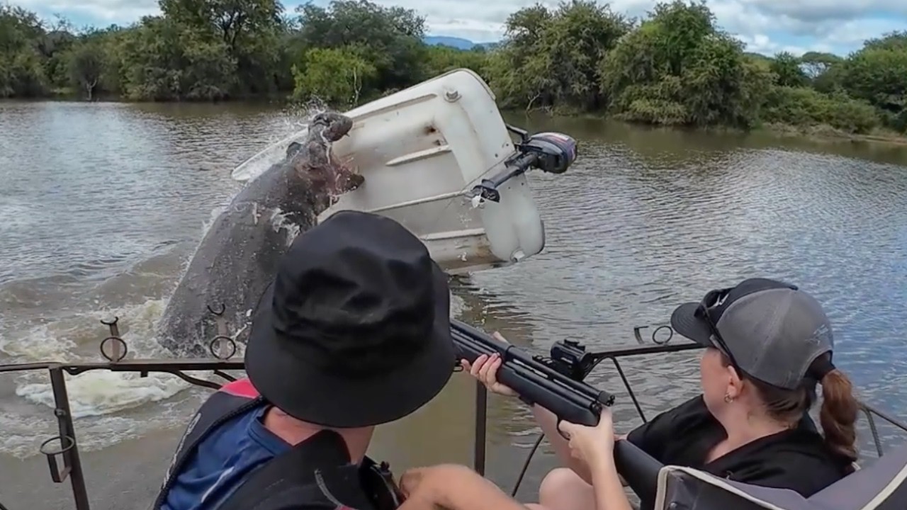 Protective Hippo Mum Flips Conservationist's Boat