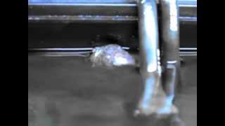 Turbo Snails spawning