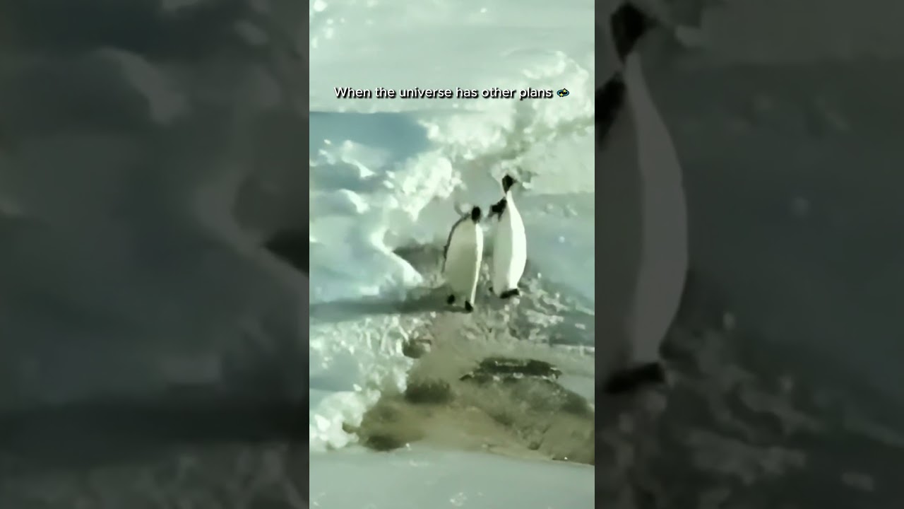 POV Life Slaps You Outta Nowhere 💀  Funny Penguin Meme 