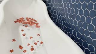 Bathtub Filling ASMR // Full Fill with Flowers Floating