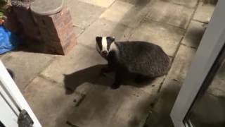 Badgers come right up to the door to me for some apple  amazing!