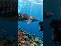 Meeting a Giant Whale Shark! 🐋 Deep Sea Adventure #shorts