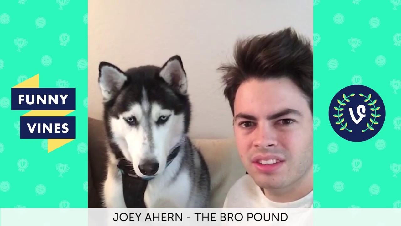 Funny Animal Vines Compilation   Best Vines 2016