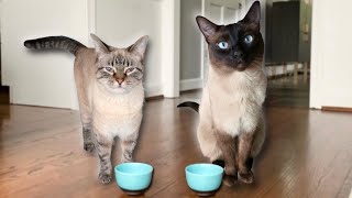 Pretending to Put my Cats on a Diet by Simon the Siamese Cat 4,938 views 3 years ago 2 minutes, 9 seconds