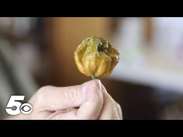 Meet the world's hottest pepper: Pepper X - YouTube