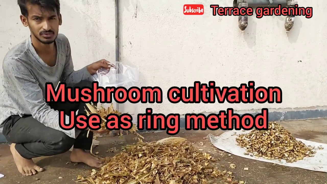 Mushroom cultivation training part 3 YouTube