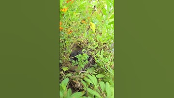 Dark-eyed Junco Baby Nestlings #birds #naturelovers #nature #birdwatching