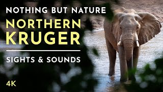 Nature Therapy: Kruger National Park (4K)
