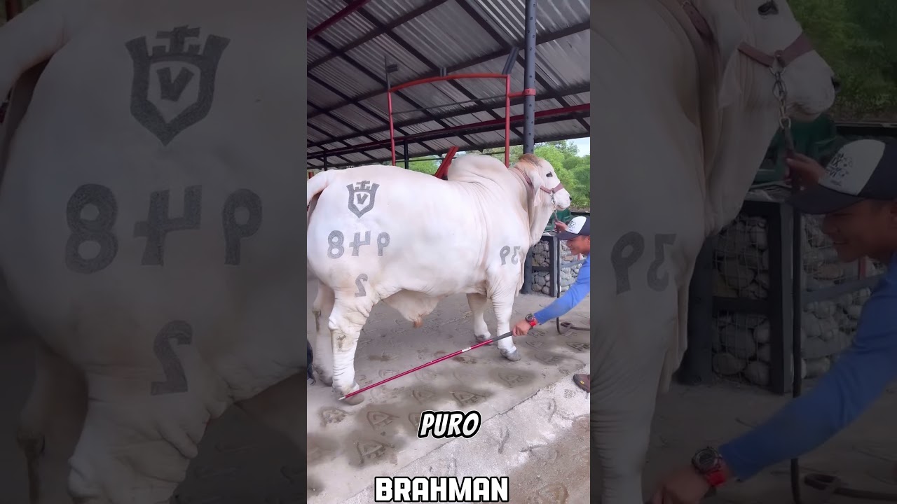 Toro Brahman puro 🐮