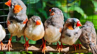 Happy Zebra Finch Chirping to Brighten Your Day, make your bird's day be happy with my bird 