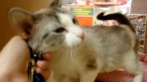 Video 806381: tabby oriental, oriental shorthair, lynx point, feline