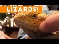 Funniest Lizard  amp  Reptile Blooper  amp  Reaction Videos of 2017 Compilation   Funny Pet Videos