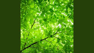 Affable - Cozy Forest Ambient