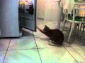 gato pego assaltando geladeira