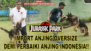 ASTAGA RAJA HERDER SENUSANTARA IMPORT ANJING OVERSIZE DEMI PERBAIKI ANJING HERDER INDONESIA!!