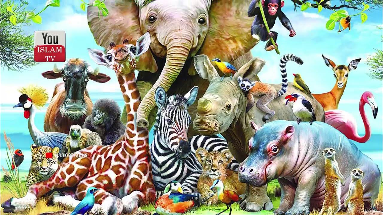 Животные с аутизмом. Игрушки макдональдс 2018 national geographic. Загадки про животных на английском языке 2 класс. True animals. Картинка много животных.