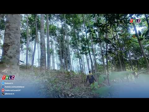 Tạo sinh kế bền vững từ mô hình trồng dược liệu dưới tán rừng