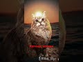 Котики мяу, мяу #music #funny