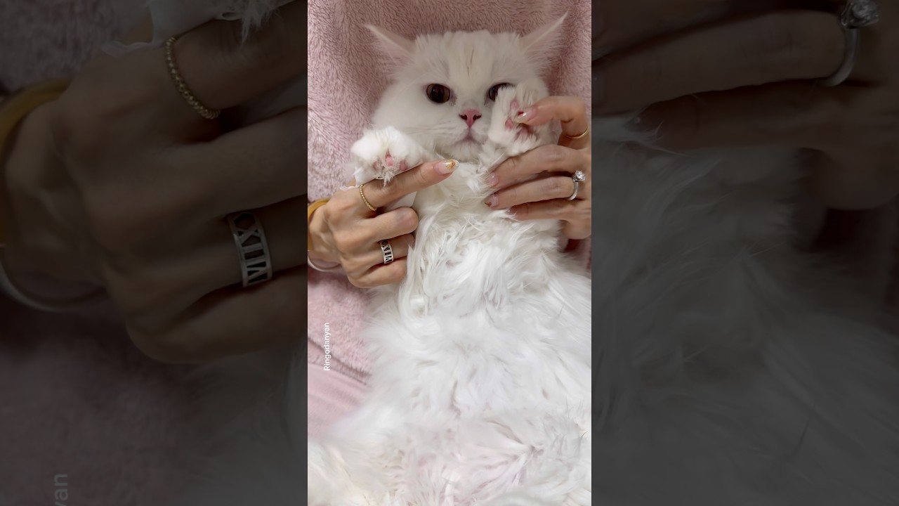 Why you can never stay mad at them🥺 