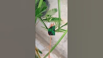 World Environment Day 🌳 Special || Whatsapp Status || Save Trees Save Earth #worldenvironmentday