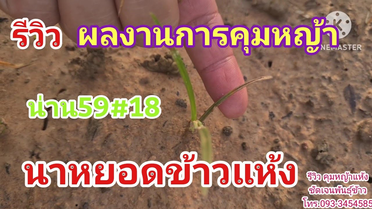 รีวิว ผลการพ่นยาคุมหญ้า นาหยอดแห้ง ข้าวเหนียวน่าน59 เบอร์ 18