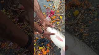 #fish #viralvideo #fishcutting #facts #vlog #bigfish #viral #seafood #love #food #food #instafish