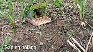 kembali jerjun ke laman sipuyuh pikatnya.