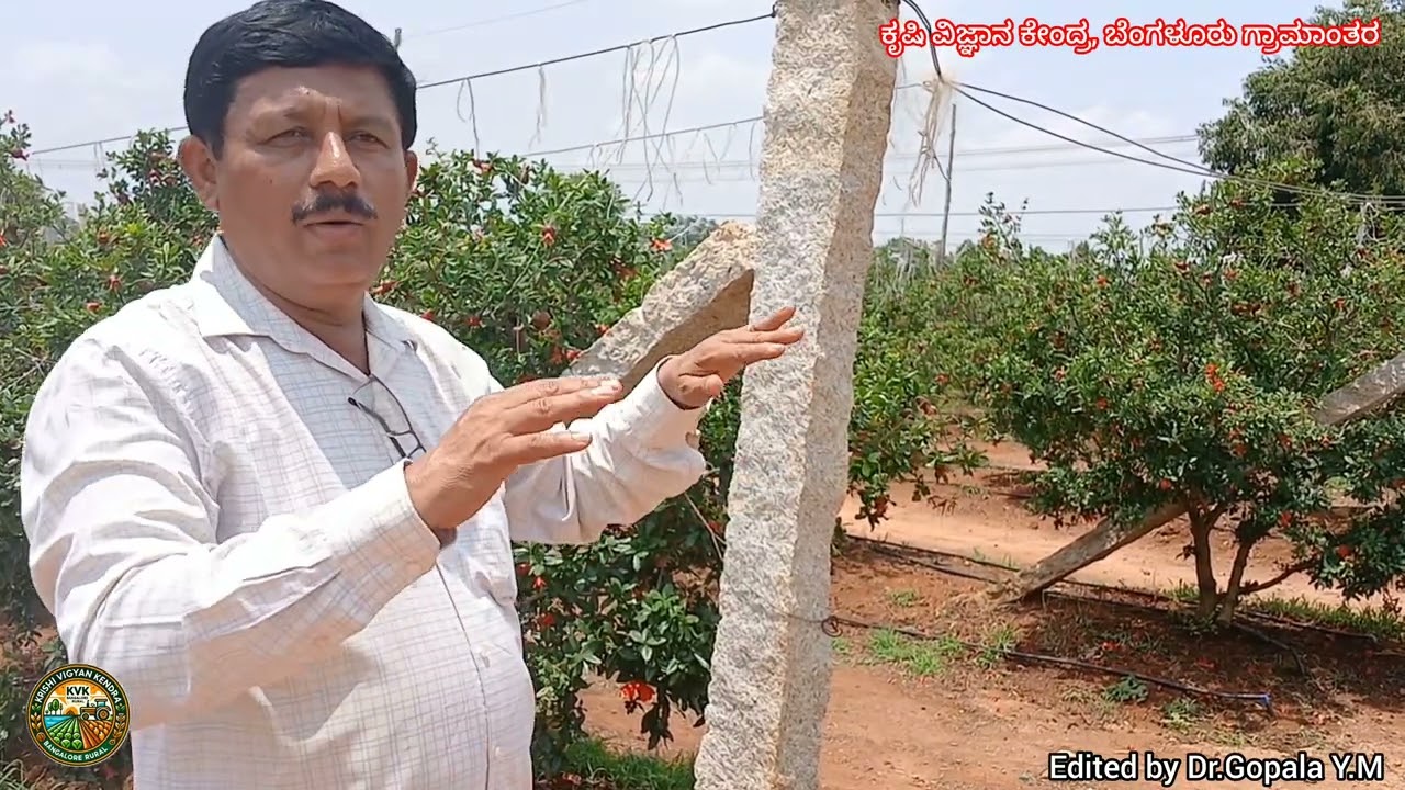 ದಾಳಿಂಬೆ ಬೆಳೆಯಲ್ಲಿ ಜೇನು ಪೆಟ್ಟಿಗೆ ಅಳವಡಿಕೆ ಮತ್ತು ನಿರ್ವಹಣೆಯ