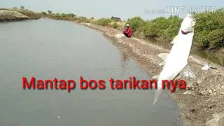 MANCING IKAN PAYUS Di tambak