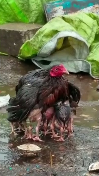 KASIH IBU SEPANJANG MASA, SEEKOR INDUK AYAM TERLIHAT MENUTUPI ANAKNYA DENGAN SAYAPNYA #shorts #short