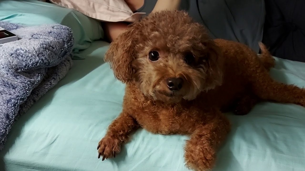 Dog patiently waits for treat toy poodle YouTube
