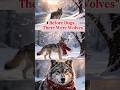 #Wolf #Wolves #WolfHistory #AnimalHistory #Wildlife #Nature #AIvideo #Cinematic #History