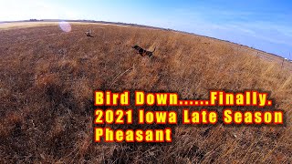2021 Iowa Late Season Pheasant (After Several Bad Hunts, We Finally Got It Done And 100 Subs!!!!)