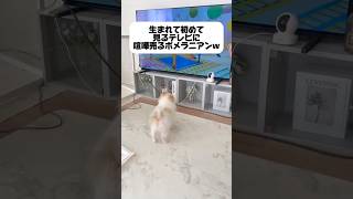 生まれて初めて見るテレビに怒り爆発💢のポメラニアンw#ポメラニアン #子犬 #犬のいる生活