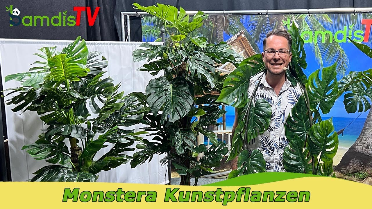 monstera sp velvet peru Monstera Velvet Peru – Blackwood Botanical