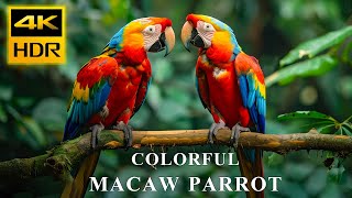 Macaw in 4K HDR 60FPS | Most Beautiful Birds | Birds Sound