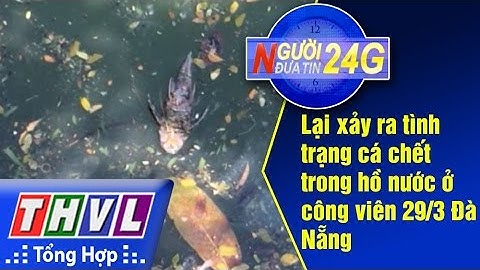 THVL | Người đưa tin 24G: Lại xảy ra tình trạng cá chết trong hồ nước ở công viên 29/3 Đà Nẵng