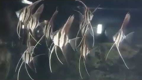 Thần tiên Ai Cập- Cá Ông Tiên Ai Cập