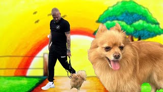 Dog Reactive Pomeranian by Southend Dog Training 1,533 views 7 months ago 21 minutes