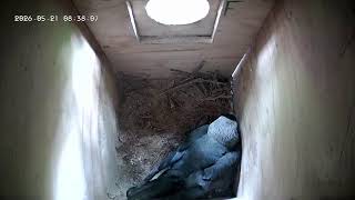 Watch 3 Jackdaw Chicks Grow in Real-Time | Sweden Nest Cam LIVE