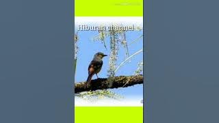Mp3 burung Angin-angin gacor. Cocok untuk pikat