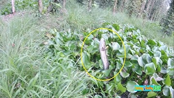 Cắm Câu Cá Lóc Đồng, Cá Thát Lát Trong Vườn Trồng Tiêu.