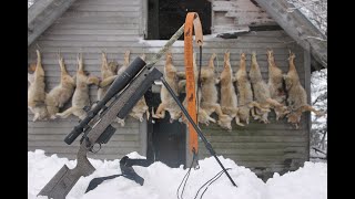 6 Coyote Kills in "Frigid" South Dakota Temps
