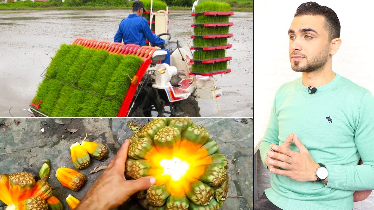 مزارع ومصانع الأرز 😍مذهل 😱 فواكه غريبة حتشاهدوها لأول مرة😱